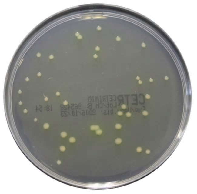 PLACA PREPARADA CETRIMIDE AGAR (20)