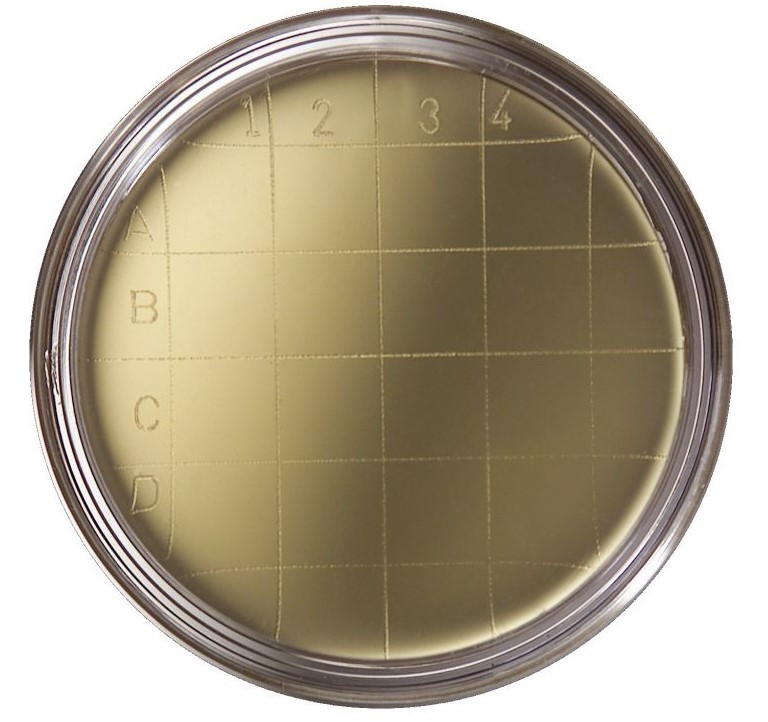 PLACA PREPARADA SLANETZ BARLEY (30) +
