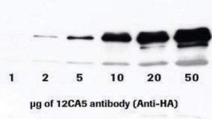 ANTI-HA (12CA5) (200UG)