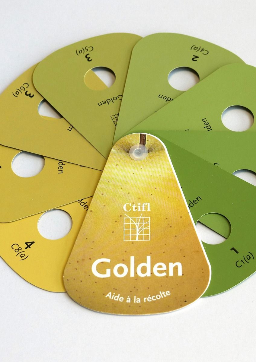 CARTA COLORES MANZANA GOLDEN