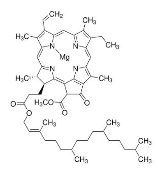 CLOROFILA A DE ESPINACA (1MG)