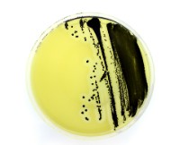 PLACA PREPARADA AGAR MRS (20)