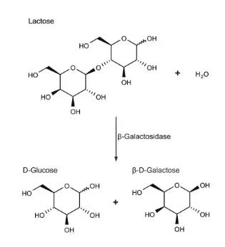 Β-GALACTOSIDASE FROM ESCHERICHIA COLI (1000UNITS)