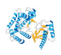 PROTEINA FACTOR DE CRECIMIENTO DE FIBROBLASTOS(50)