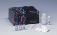 APOPTAG PEROXIDASE IN SITU APOPTOSIS DETECTION KIT