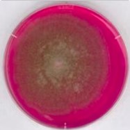 ROSA BENGALA CLORAMFENICOL AGAR  (500 G)