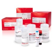 FLUORIMETRIC ACETYLCHOLINESTERASE ASSAY KIT