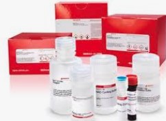 IN VITRO TOXICOLOGY ASSAY KIT