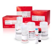 Acetylcholinesterase Activity Assay Kit