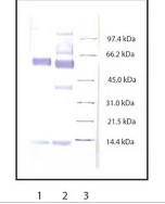 ANTI-MYELOPEROXIDASE RABBIT pAb (1ML)