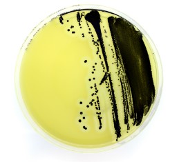 PLACAS PREPARADAS CLOSTRIDIUM DIFFICILE (20)