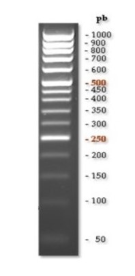 MARCADOR  TIARIS RULER 50-1000 bp 0.5 mL