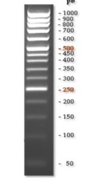 MARCADOR  TIARIS RULER 50-1000 bp (2 x 0.5 mL)