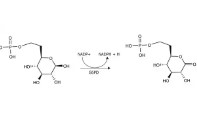 GLUCOSE-6-PHOSPHATE DEHYDROGENASE (200UN)