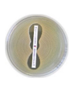 CEFTAZIDIME+CLAVULANIC ACID+CLOXACILLIN(5X50DISC) 