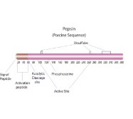 PEPSIN FROM PORCINE GASTRIC MUCOSA (500 G)