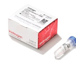 LIPOFECTAMINE 2000 (1,5 ML)