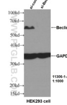 ANTI-HUMAN-ATG5 RABBIT POLYCLONAL 20 UL