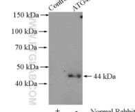 ANTI-HUMAN-ATG4B RABBIT POLYCLONAL 20 UL