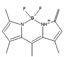 BODIPY 493/503  (10 mg)