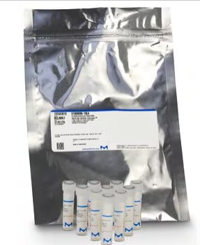 CEPA STAPHYLOCOCCUS AUREUS WDCM 00032