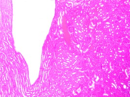 PREPARADO HISTOLOGICO RIÑON SECCION LATERAL