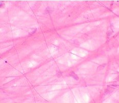 PREPARADO HISTOLOGICO TEJIDO CONJUNTIVO LAXO