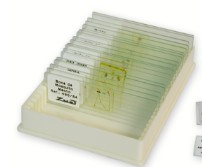 PREPARADO HISTOLOGICO EXTENSION DE SANGRE MAMIFERO