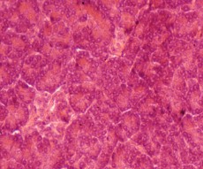 PREPARADO HISTOLOGICO PANCREAS