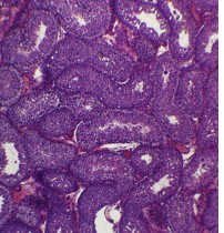 PREPARADO HISTOLOGICO TESTICULO DE CONEJO