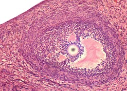 PREPARADO HISTOLOGICO OVARIO CONEJA