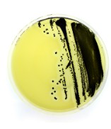 PLACA PREPARADA CHROMATIC COLIFORM AGAR ISO (20)
