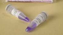ESTANDAR PROTEINAS S/TEÑIR PAGE RULER (8 X 250 UL)