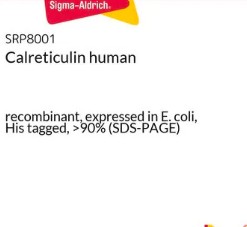 CALRETICULIN HUMAN (10 UG)