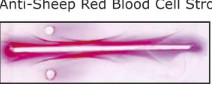 ANTI-SHEEP RED BLOOD CELL STROMA (1 VIAL)