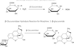 ββ-GLUCURONIDASA DE HELIX POMATIA (500 KU) 