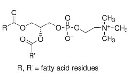 L-α-LECITHIN ≥98% (TLC) (250 MG)