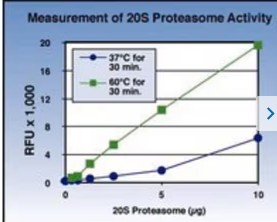 20S PROTEASOME ACTIVITY ASSAY KIT