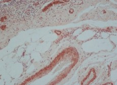 ANTI-MOUSE IGG (WHOLE MOLECULE) (1 ML)
