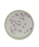 PLACA PREPARADA PSEUDOMONA CN SELECT.AGAR 60 MM(20