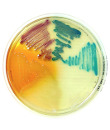 PLACA PREPARADA CHROMATIC DETECTION (20)