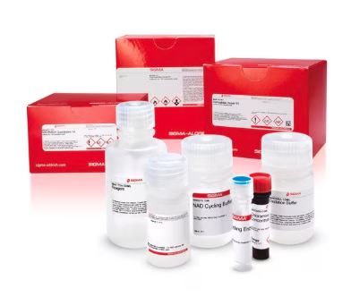 ALT ACTIVITY ASSAY (KIT)