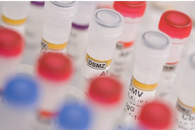 CONTROL POSITIVO TOMATO BROWN RUGOSE FRUIT VIRUS