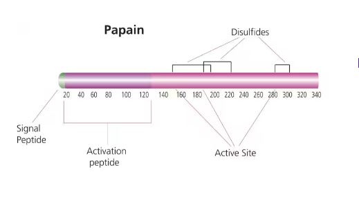 Papain from papaya latex (100 MG)