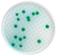 MILLIFLEX CASSETTE PRELLENADO C/AGAR CETRIMIDA(48)