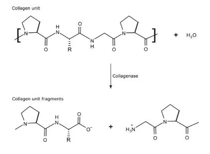 COLLAGENASE FROM CLOSTRIDIUM (100 MG)